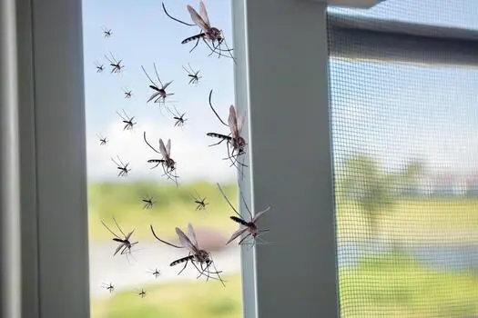 Mosquito net installation service